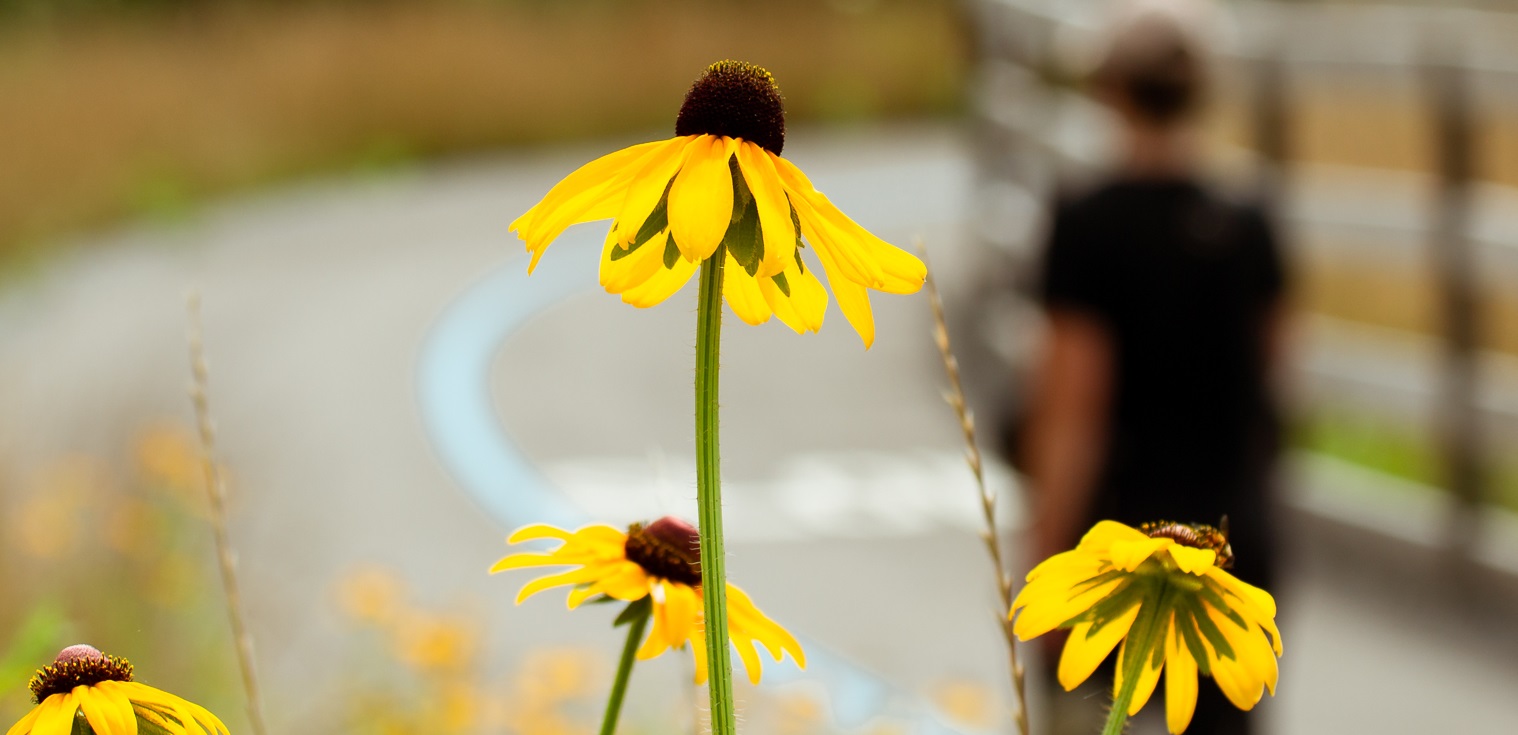 wildflowers bloom in The Meadoway