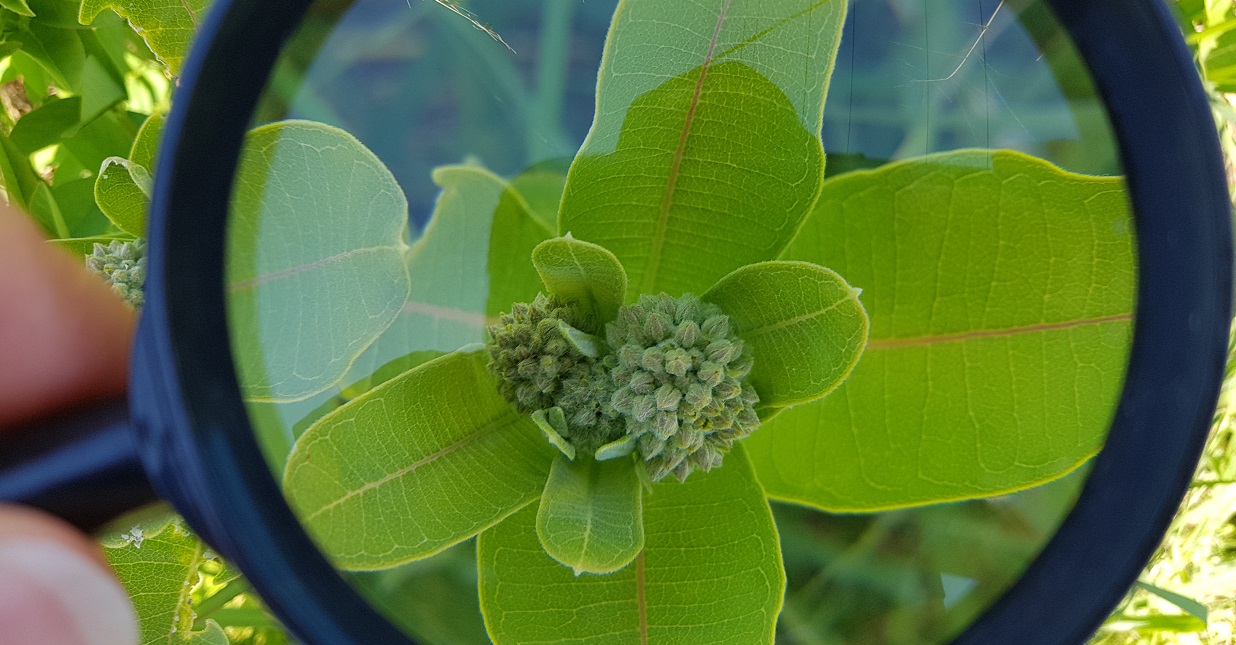 a Common Milkweed plant about to flower seen through a magnifying glass