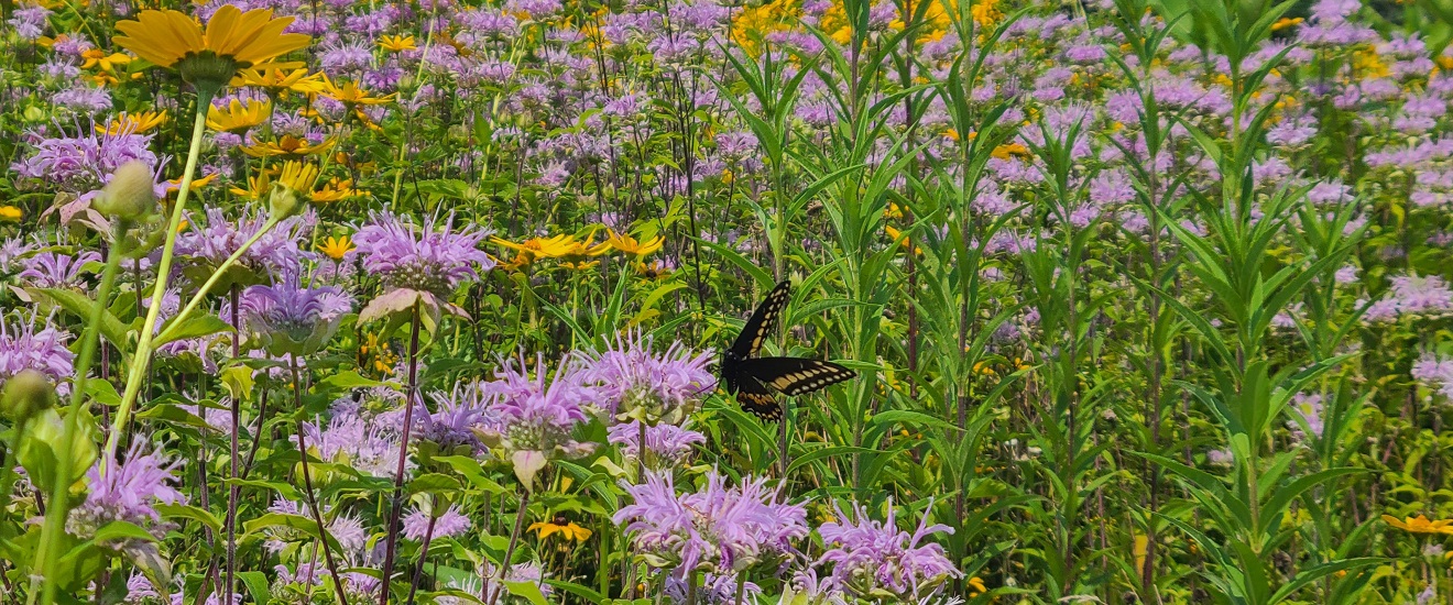 a variety of native plant species and pollinators flourish in The Meadoway