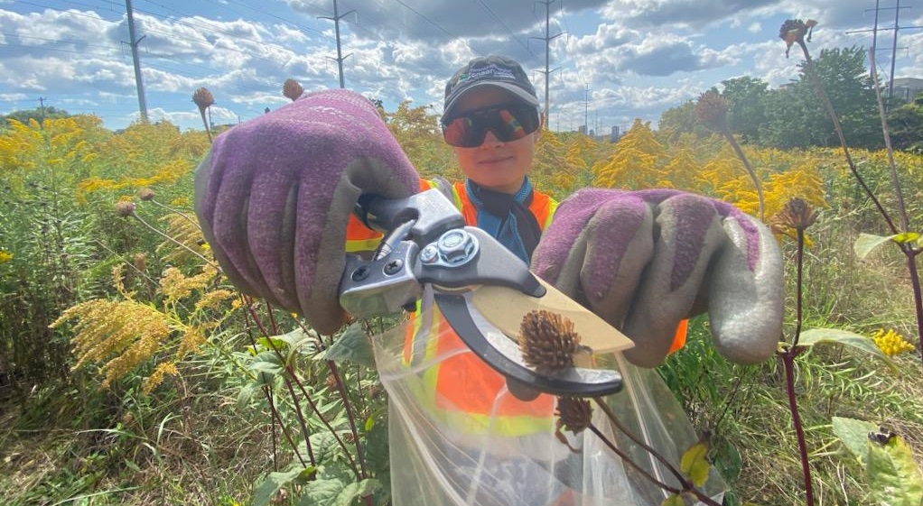 TRCA staff collecting a native meadow plant seed head with hand pruners while standing in a meadow of flowering yellow goldenrod