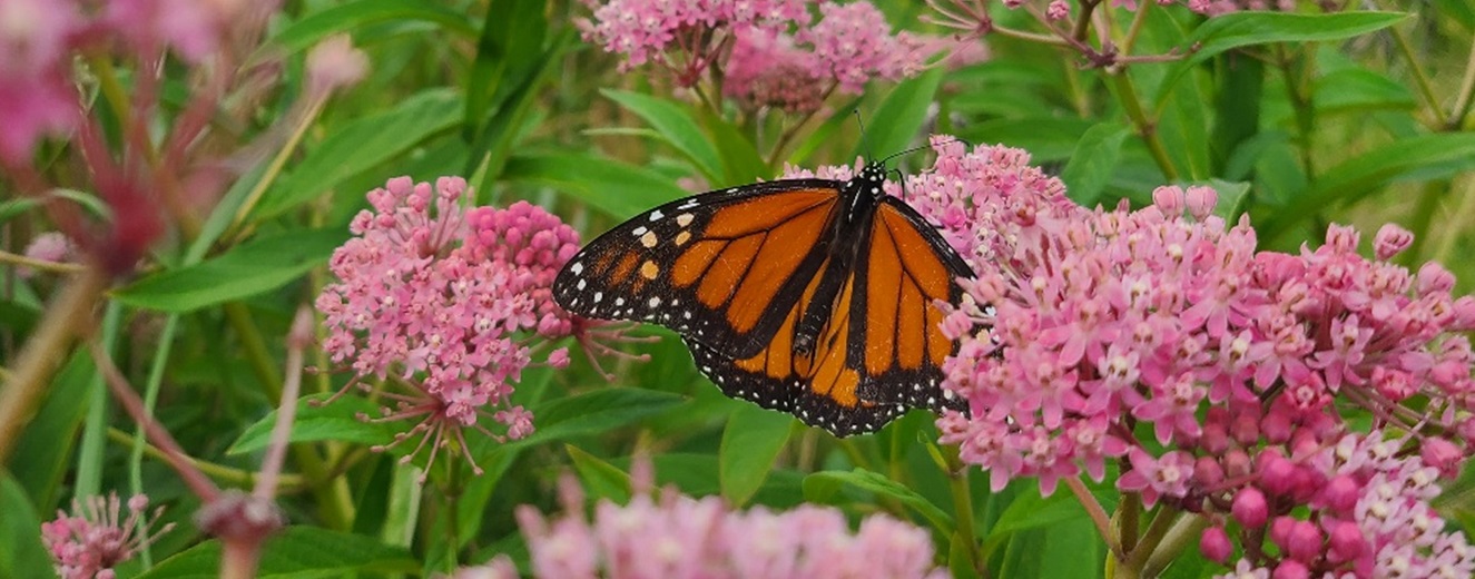 a Monarch butterfly lands on a swamp milkweed flower