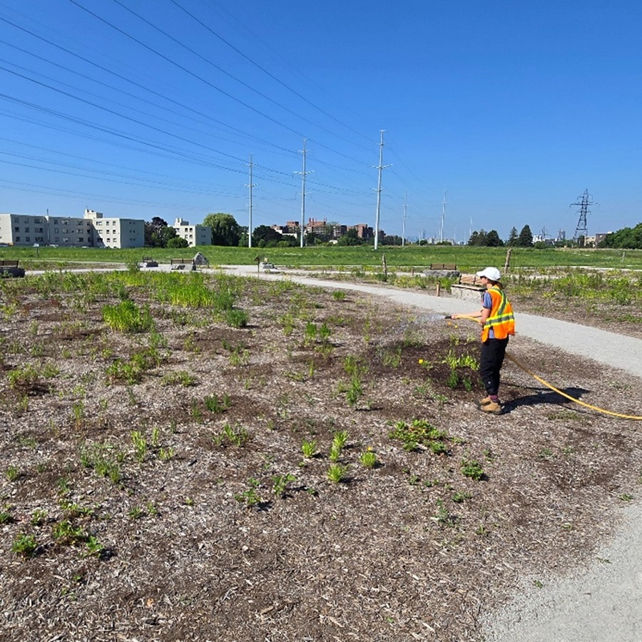 a TRCA restoration team member tends The Meadoway Entrance Garden