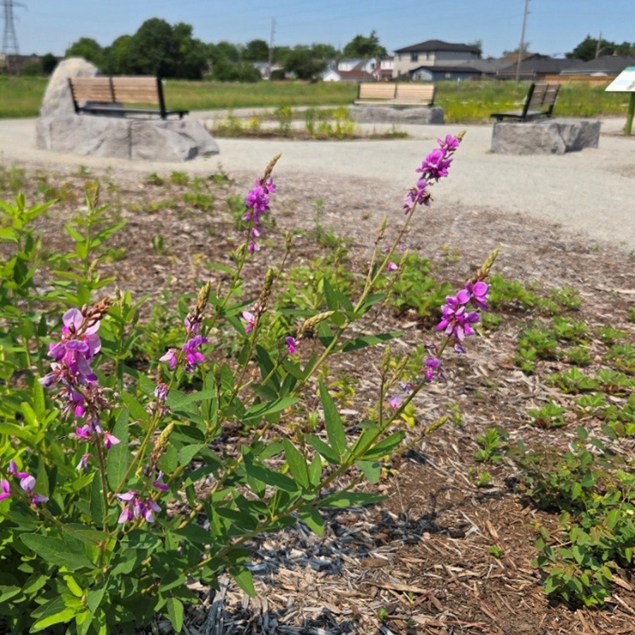 native wildflowers bloom in The Meadoway Entrance Garden