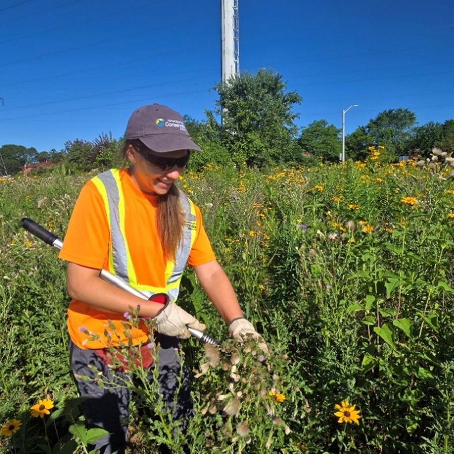 a TRCA restoration team member tends to native plants in The Meadoway