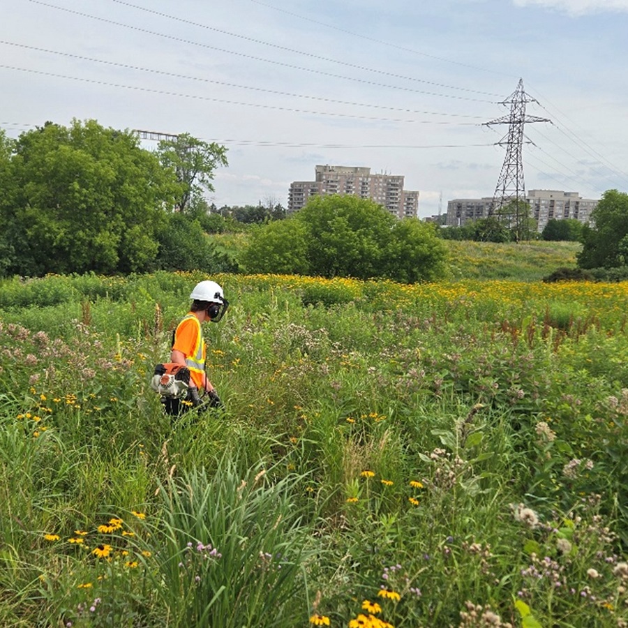 a TRCA restoration team member tends to native plants in The Meadoway