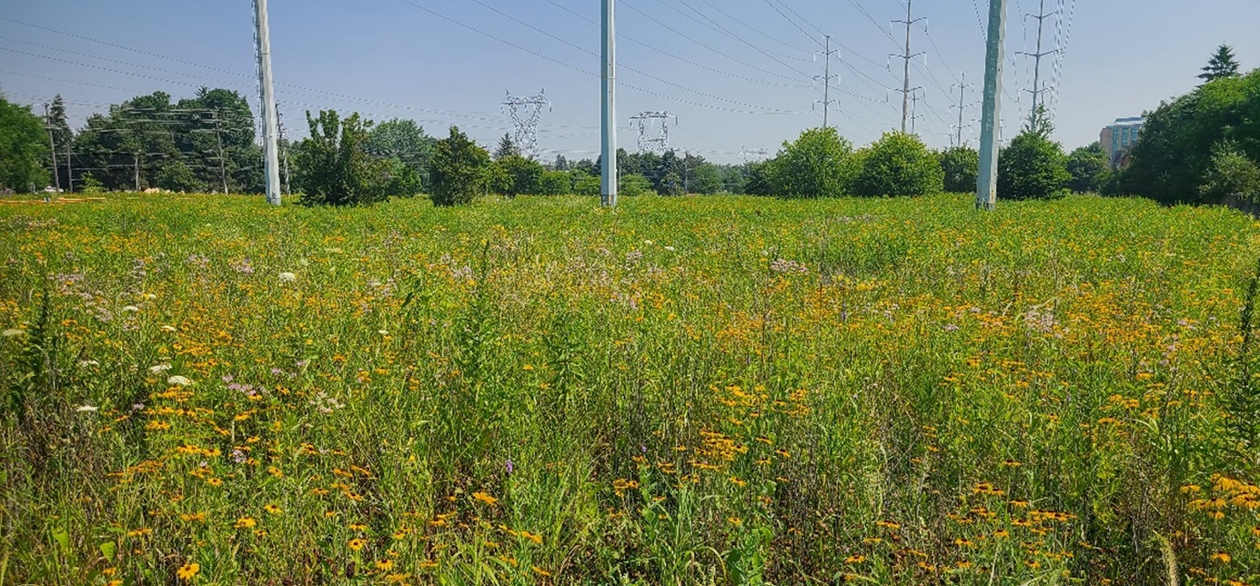 native plant species thrive in a section of The Meadoway in 2025 after meadow restoration