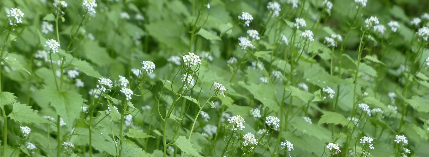 garlic mustard