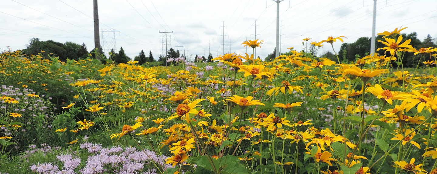 wildflowers in meadow