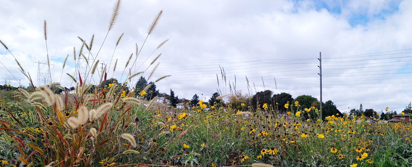 wildflowers in meadow