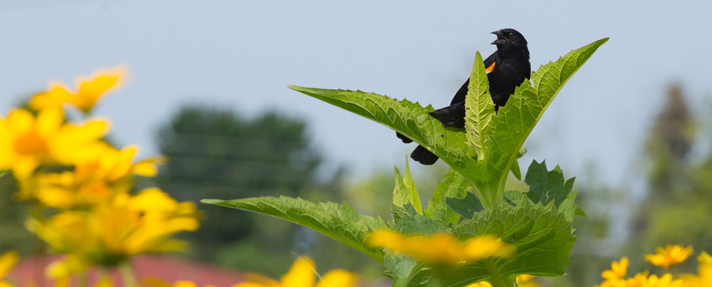 red-winged blackbird in meadow