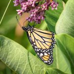 monarch butterfly