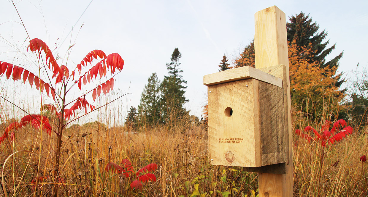 nest box in meadow