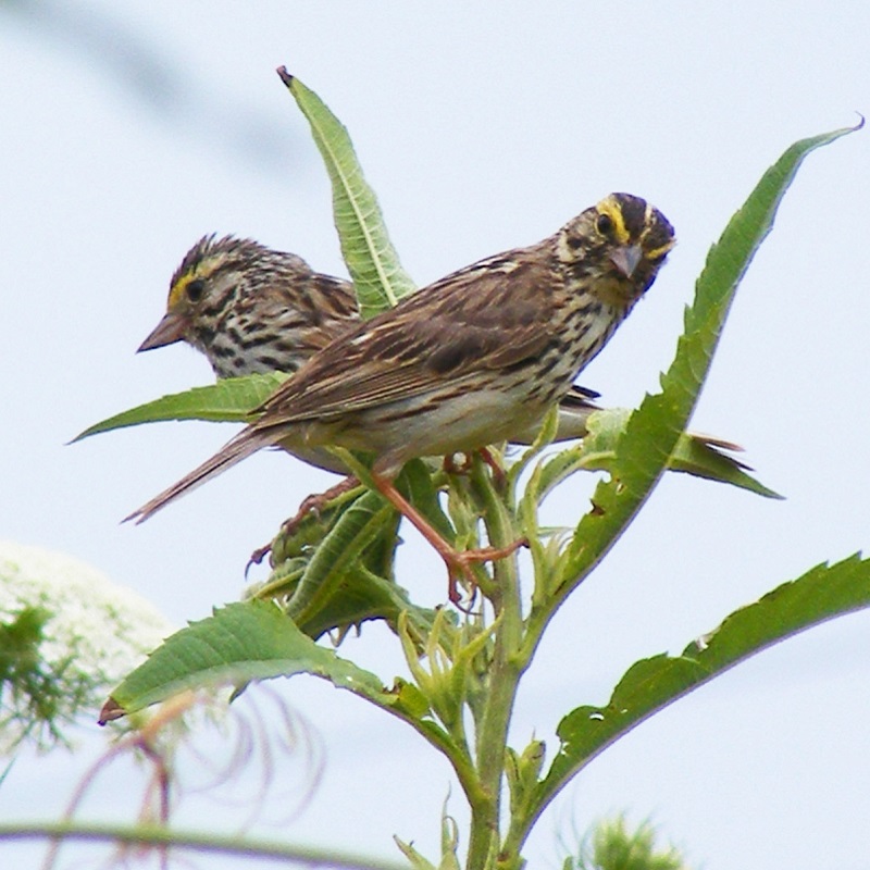 Savannah sparrow