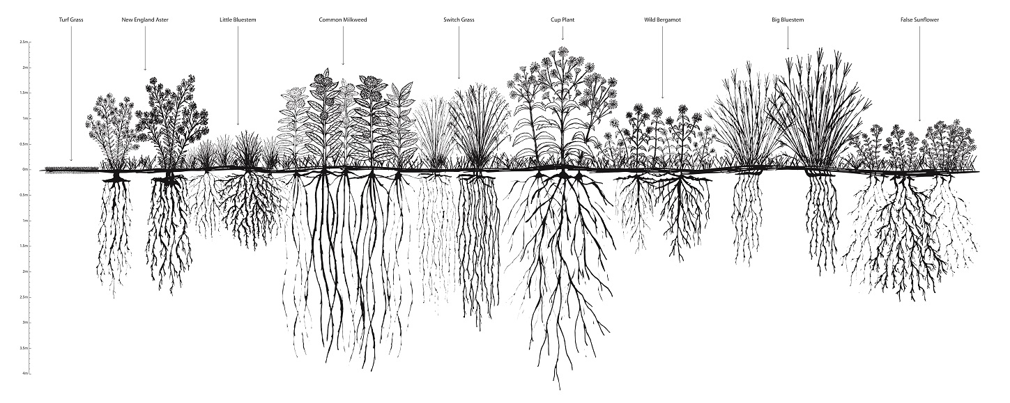 meadow plants and their root systems