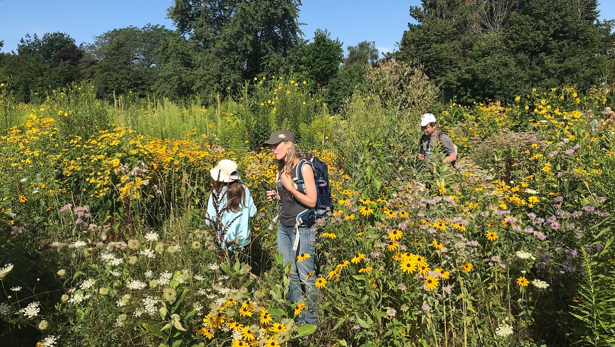 citizen scientists participate in BioBlitz in The Meadoway