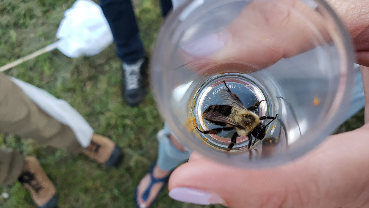 TRCA team member displays bee collected during BioBilitz event in The Meadoway