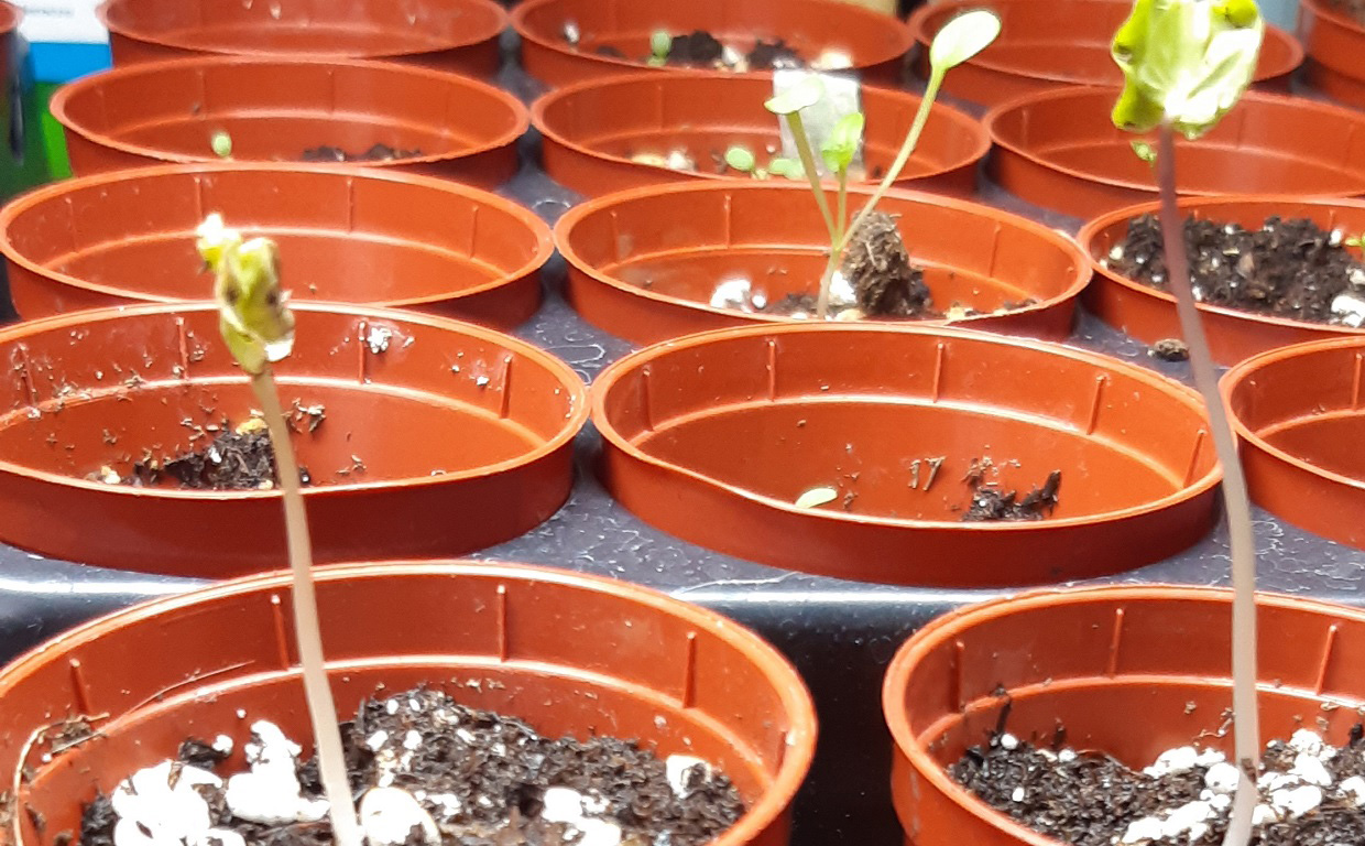 The Meadoway grow kit seedlings in pots