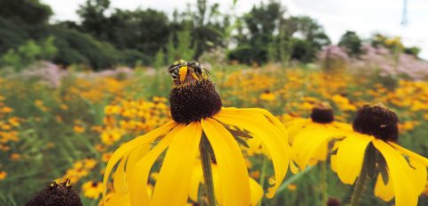 bee alights on wildflower in meadow