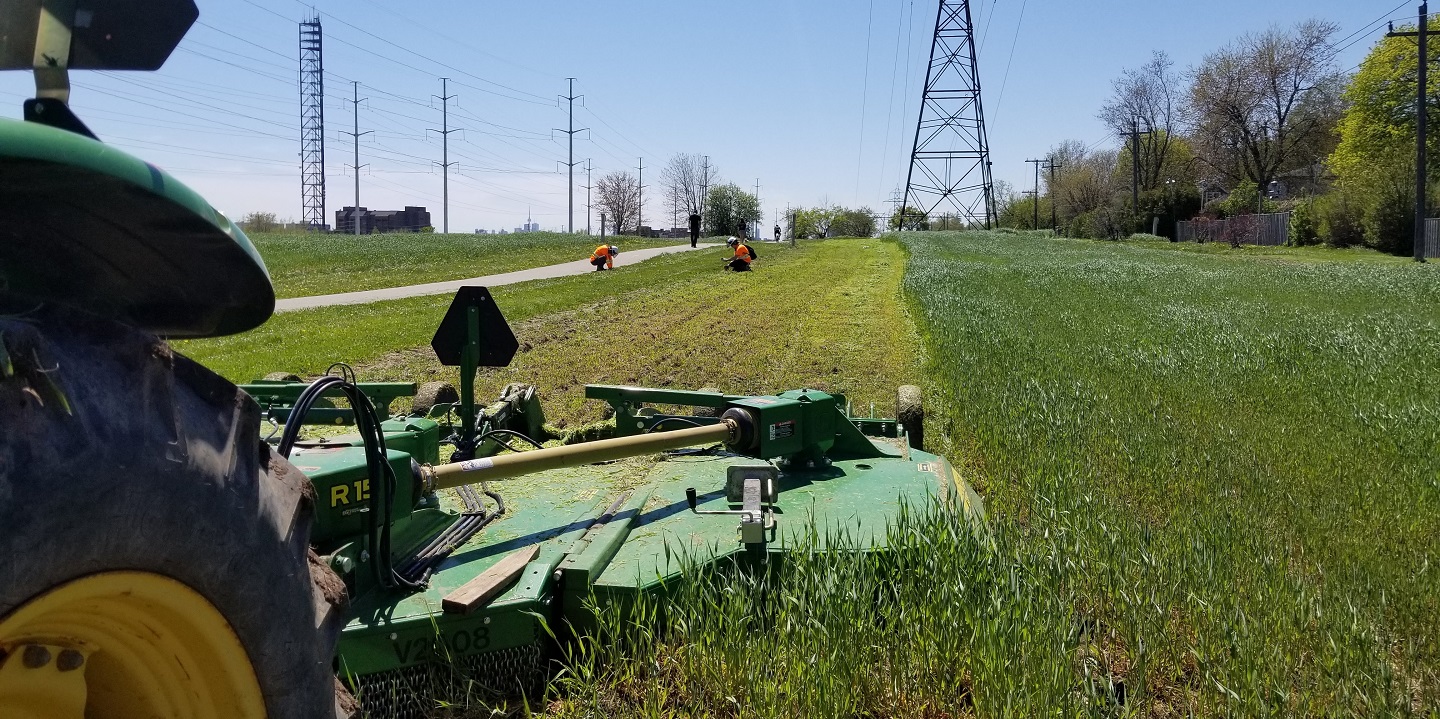 grass mown buffer in the Gatineau hydro corridor