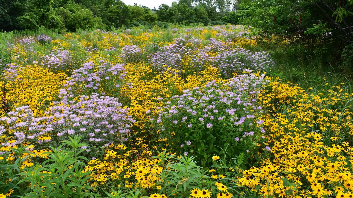 section of The Meadoway with native flowers in bloom