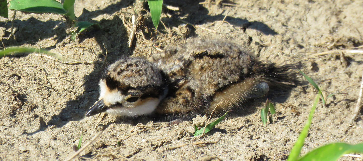 a newly hatched killdeer is spotted in The Meadoway