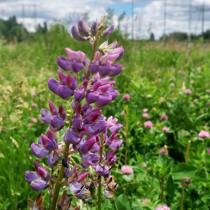 wild lupin blooms in The Meadoway