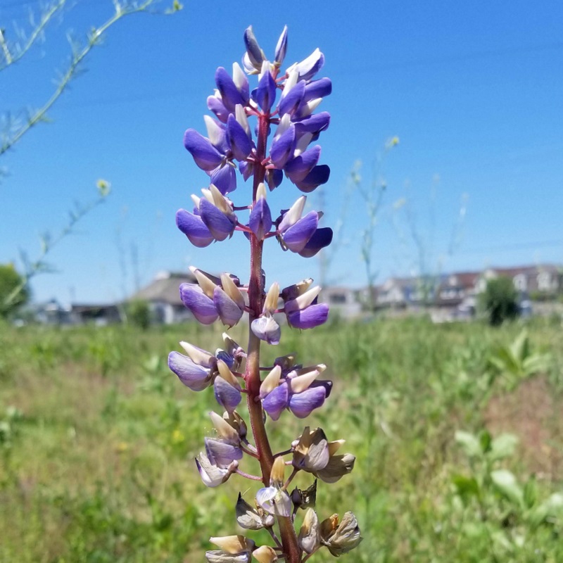 wild lupin blooms in The Meadoway