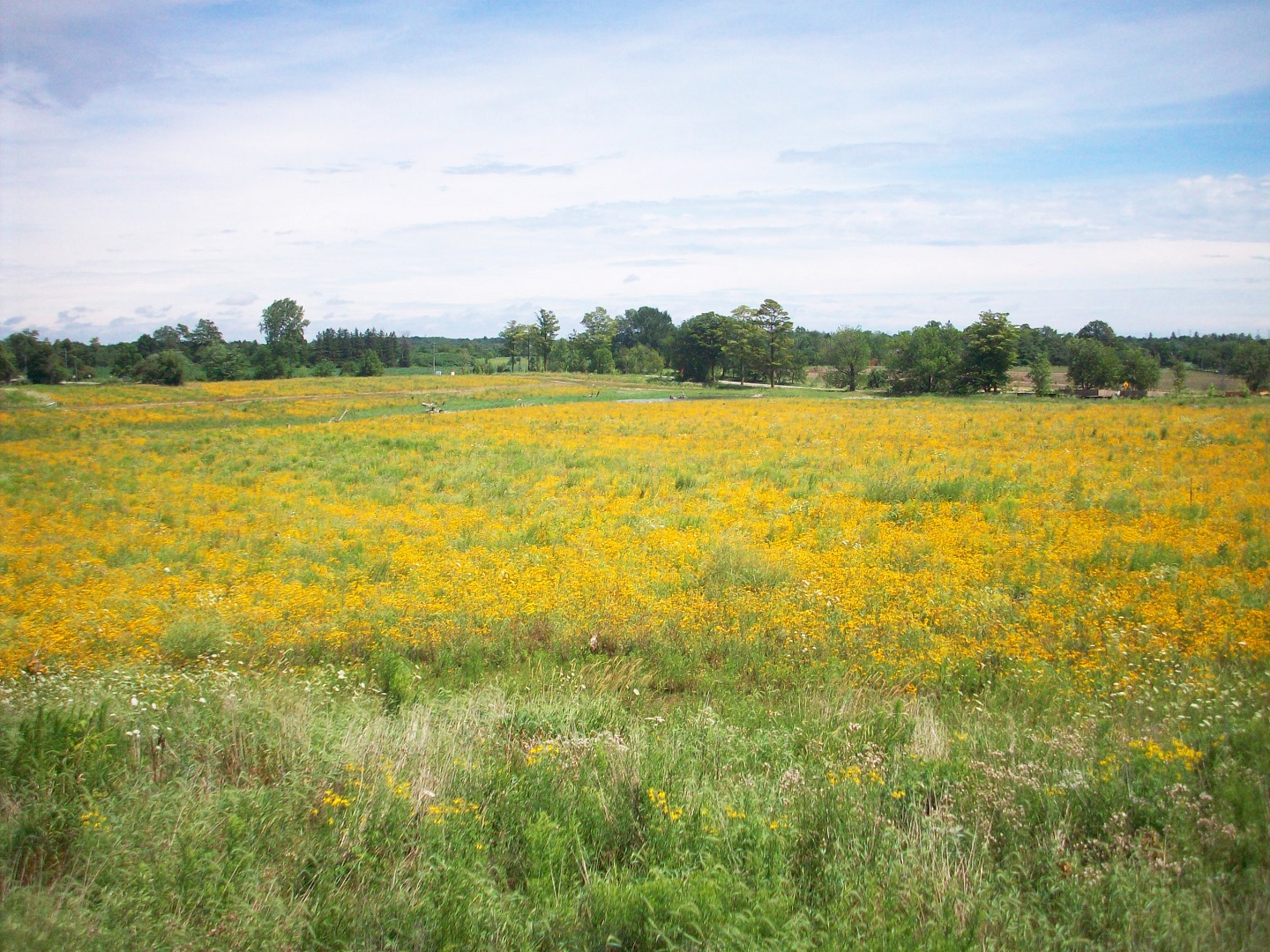 Rouge National Urban Park meadow restoration project seen in 2012 with meadow fully established