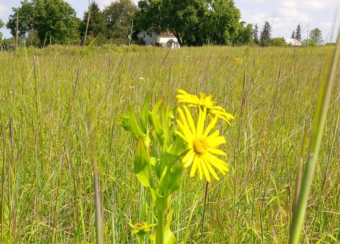 cup plants thrives in restored meadow