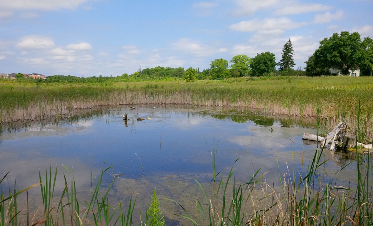 Bob Hunter Memorial Park restored wetland north of 14th Avenue photographed in 2015