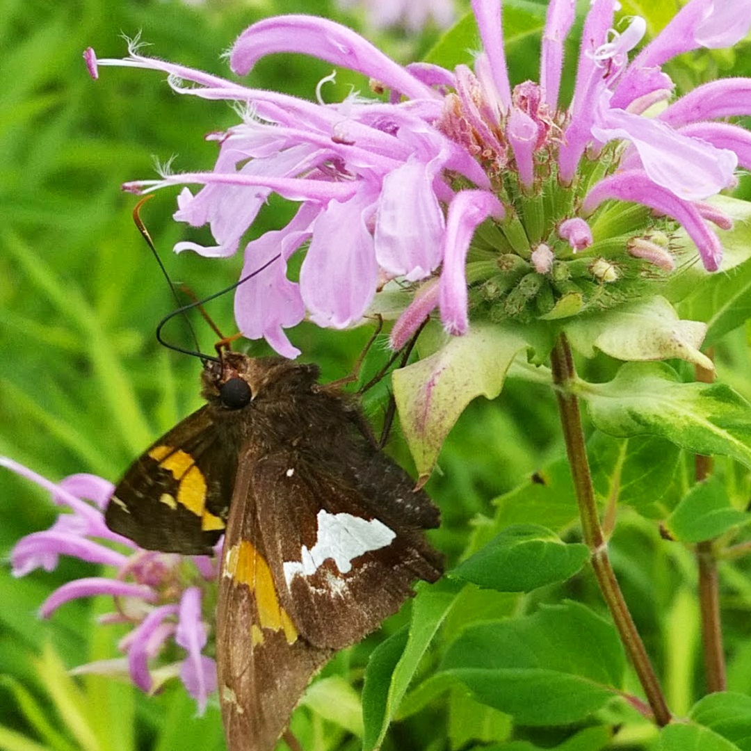  silver spotted skipper butterfly alights on wild bergamot in The Meadoway