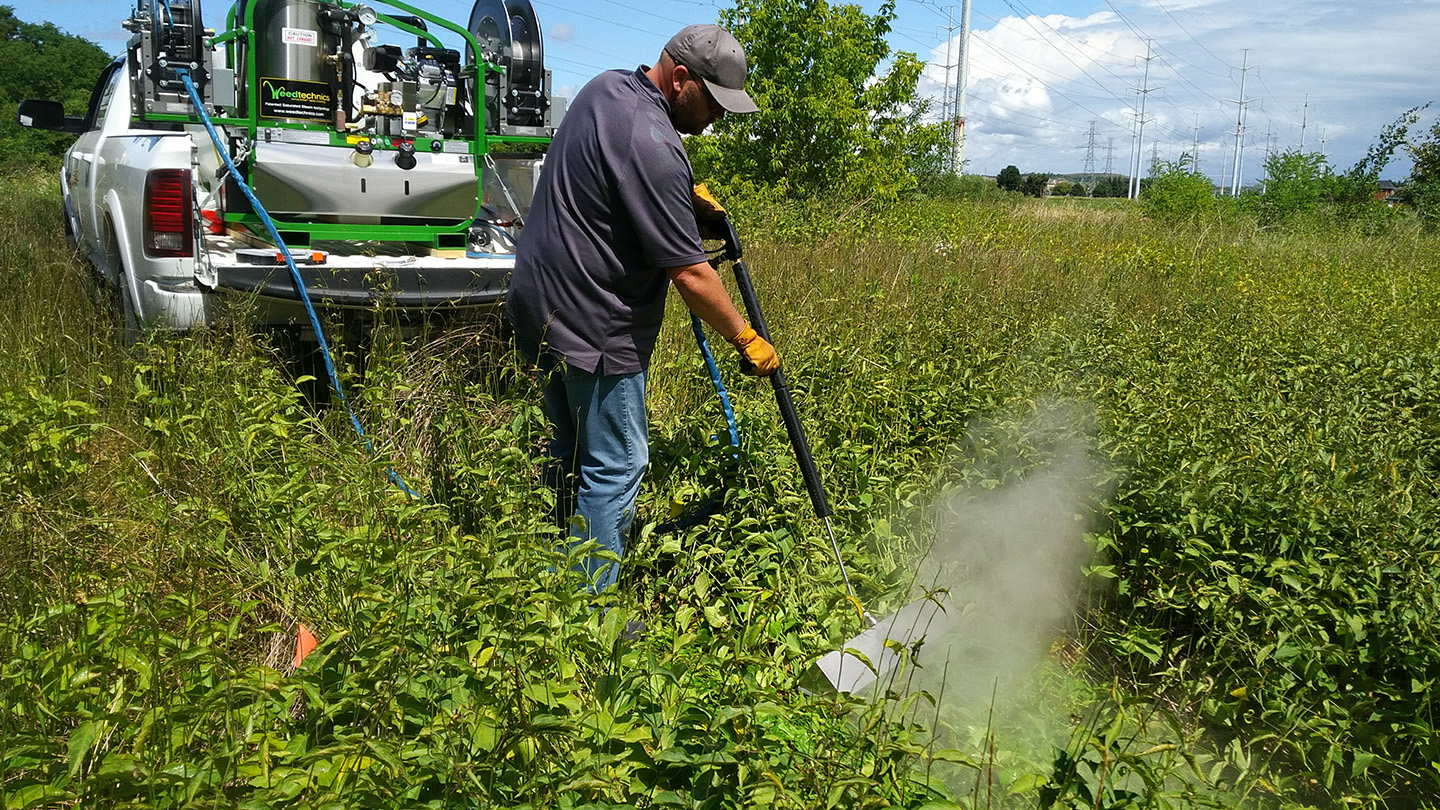 specialist uses hot steam to eradicate invasive species in The Meadoway