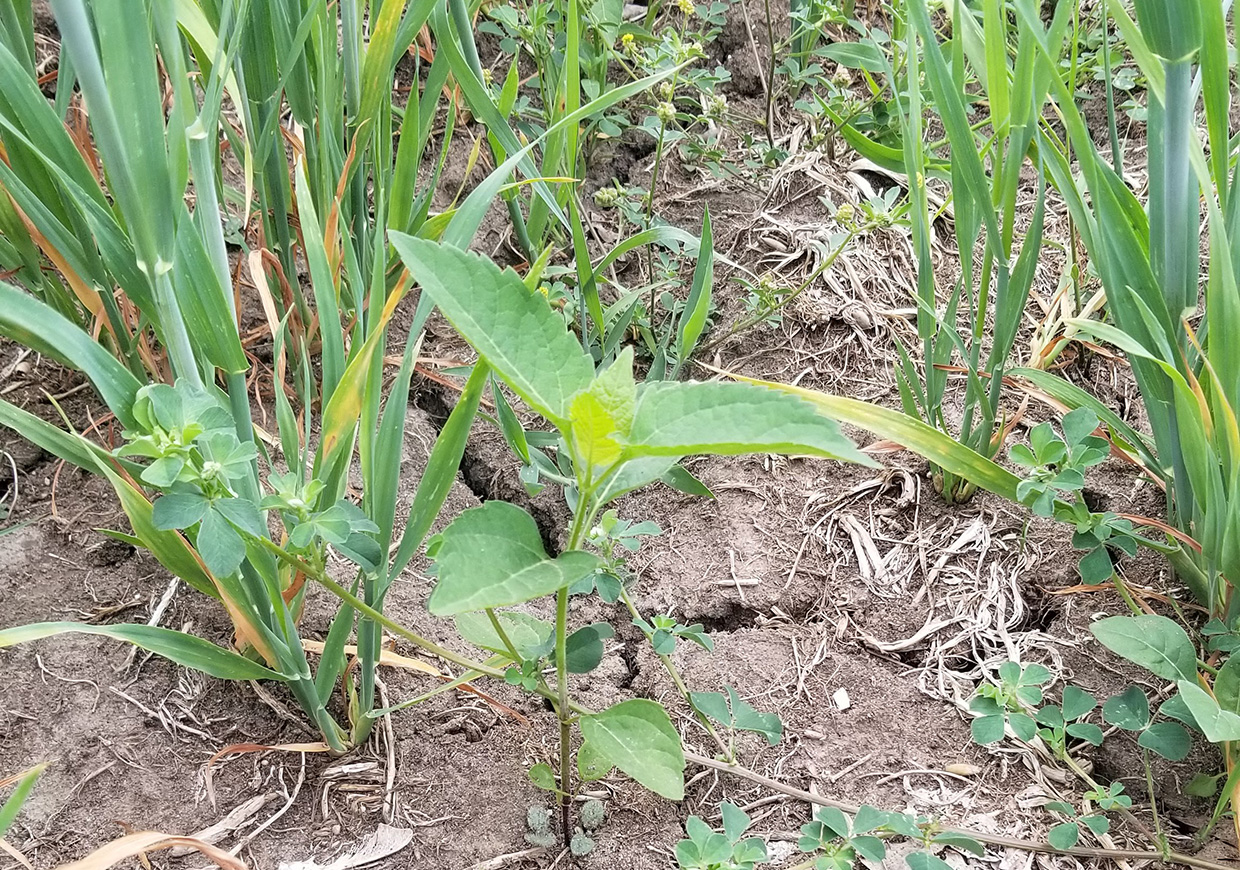 a nurse crop of oats protects native plants in The Meadoway from summer drought