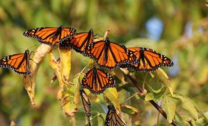 monarch larvae depend