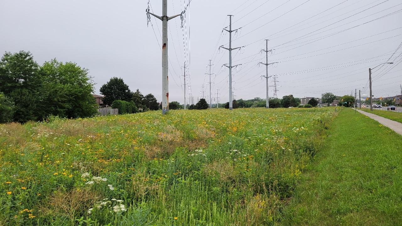 section of The Meadoway south of Sheppard Avenue in 2021 after meadow restoration