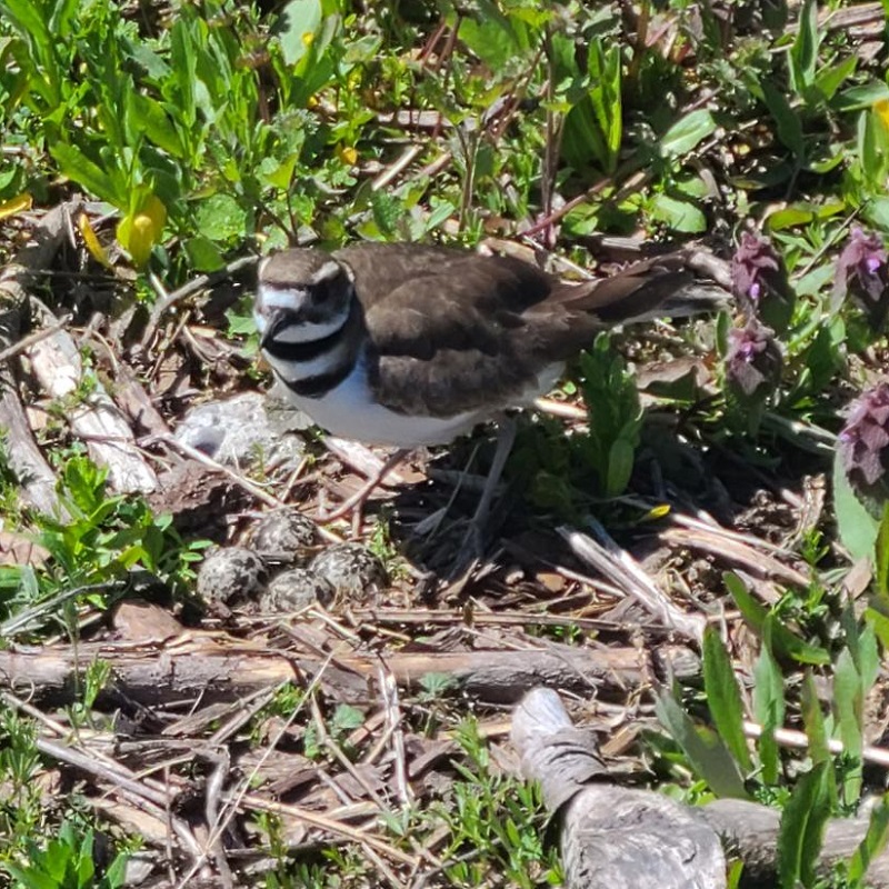 meadow bird guards its nest