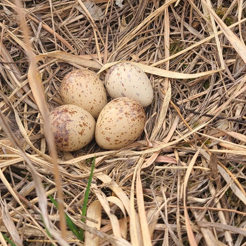 nest in a meadow contains the eggs of an American woodcock