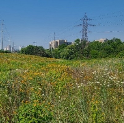 portion of restored meadow area