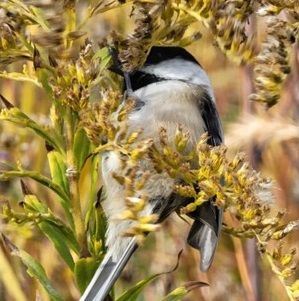 bird perches on shrub in The Meadoway