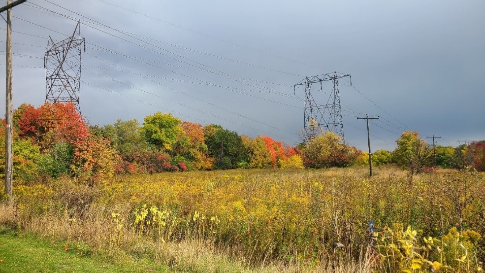 The Meadoway in autumn