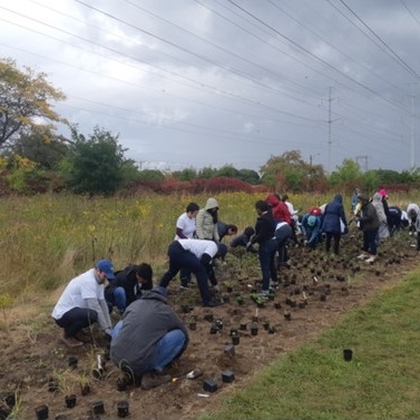 volunteers participate in TRCA meadow restoration event in The Meadoway