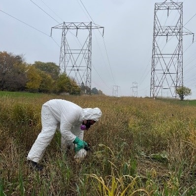 TRCA restoration team member spraying herbicide