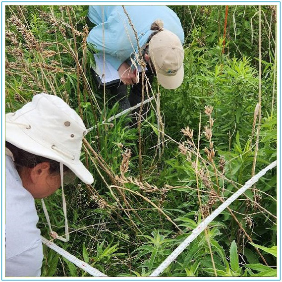 The Meadoway - Vegetation Bird and Butterfly Monitoring - 2016 and 2018 to 2023