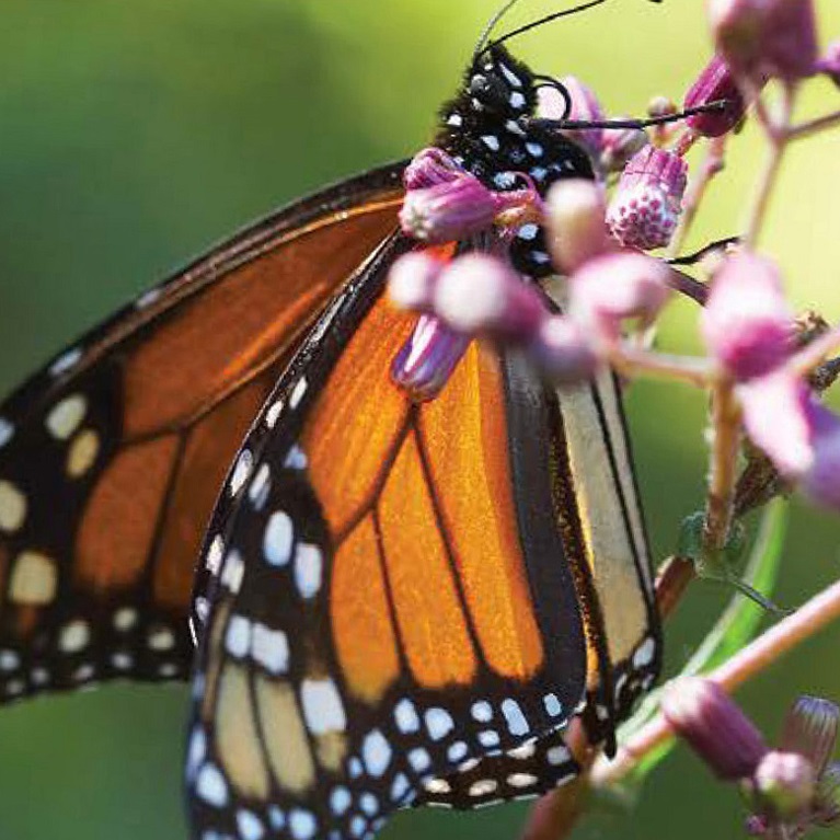 TRCA Healthy Yards - Butterfly Gardens fact sheet