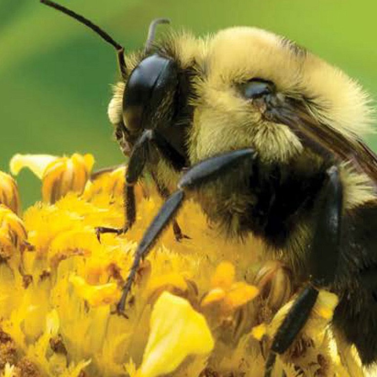 TRCA Healthy Yards - Gardening for Bees fact sheet