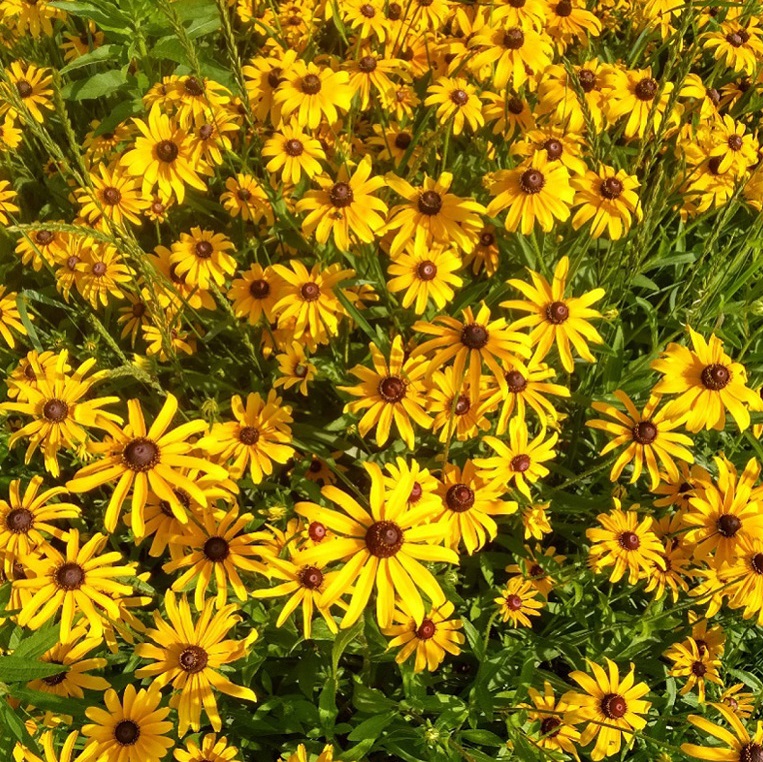 15 common Meadoway plants