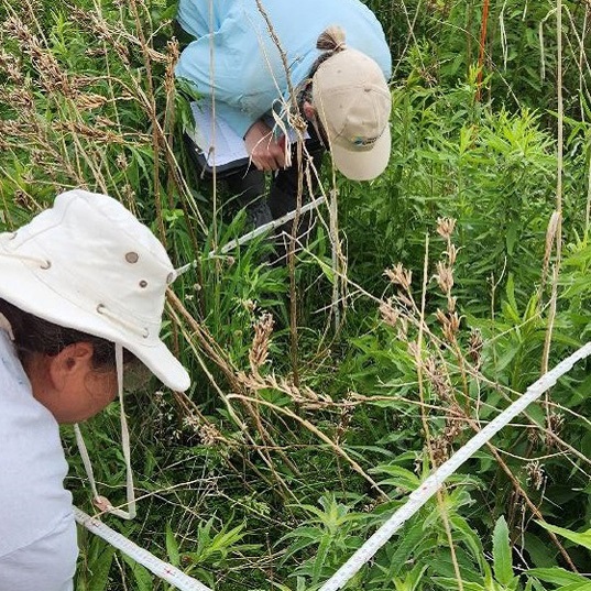 The Meadoway - Vegetation Bird and Butterfly Monitoring - 2016 and 2018 to 2023