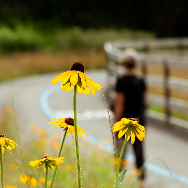 wildflowers bloom in The Meadoway