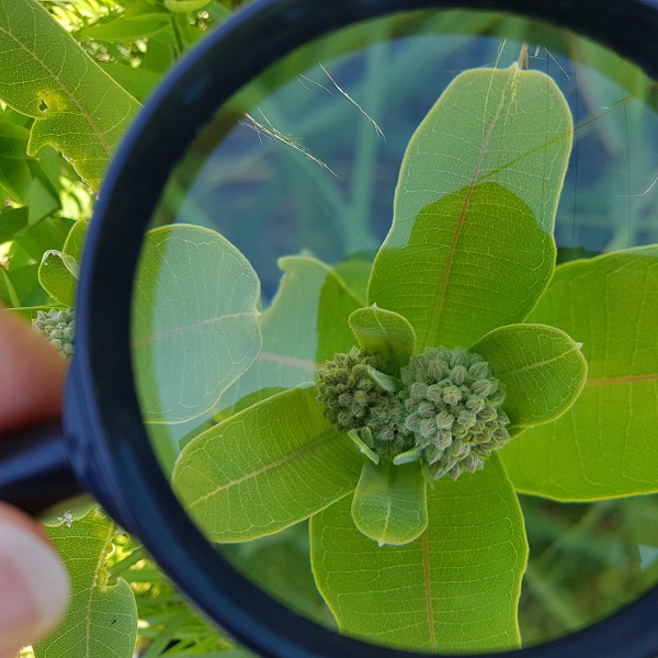 a Common Milkweed plant about to flower seen through a magnifying glass