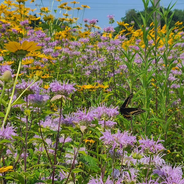 a variety of native plant species and pollinators flourish in The Meadoway